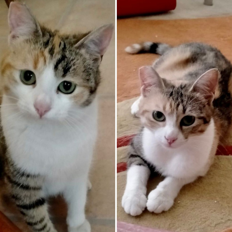 gatti adottati Le Sfigatte