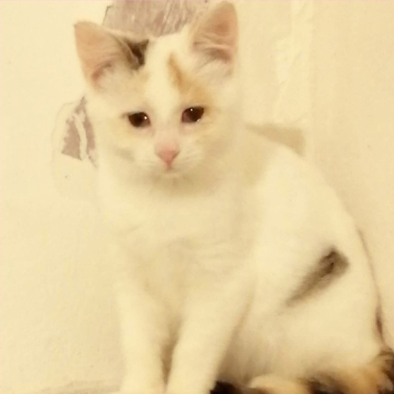 Bianca, in cerca di adozione | Associazione Le Sfigatte