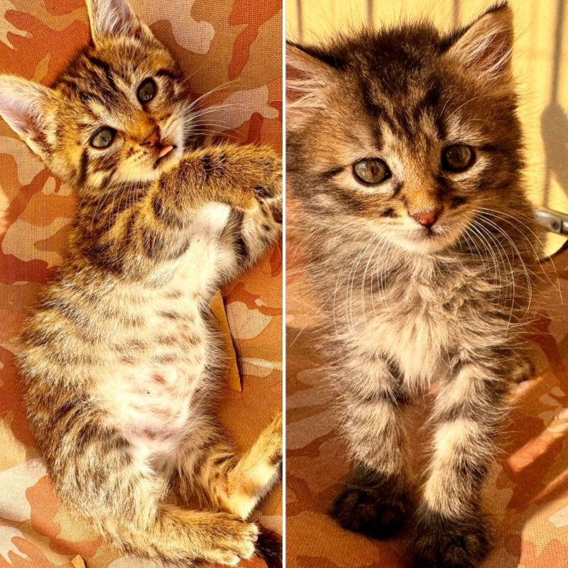 gatti adottati Le Sfigatte