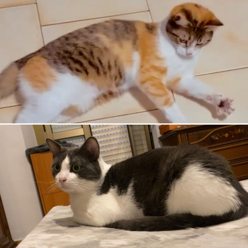 gatti adottati Le Sfigatte