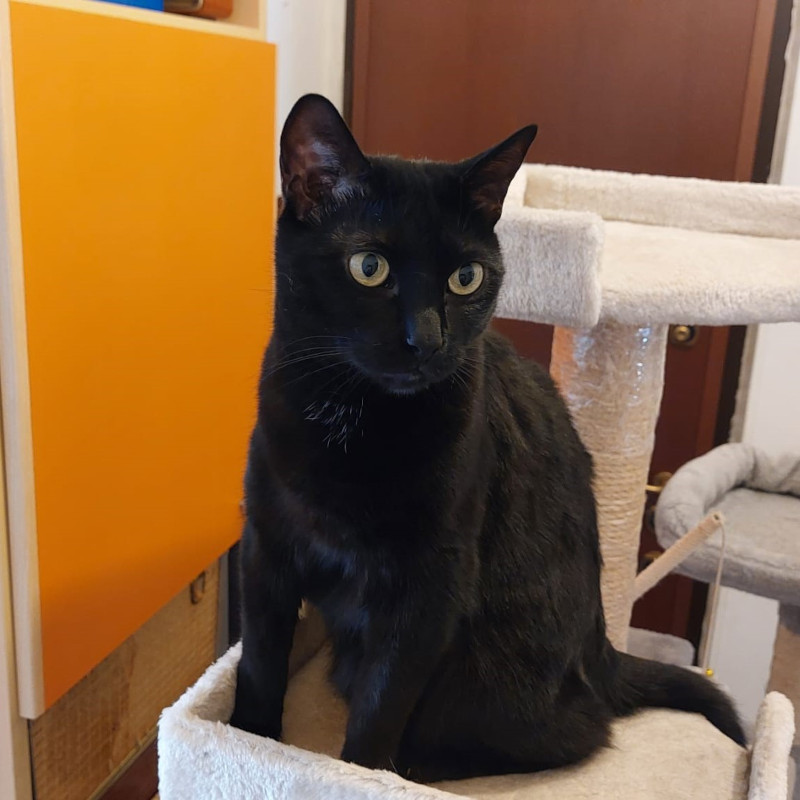 gatti adottati Le Sfigatte