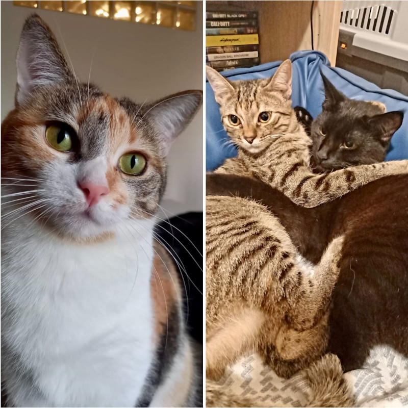 gatti adottati Le Sfigatte