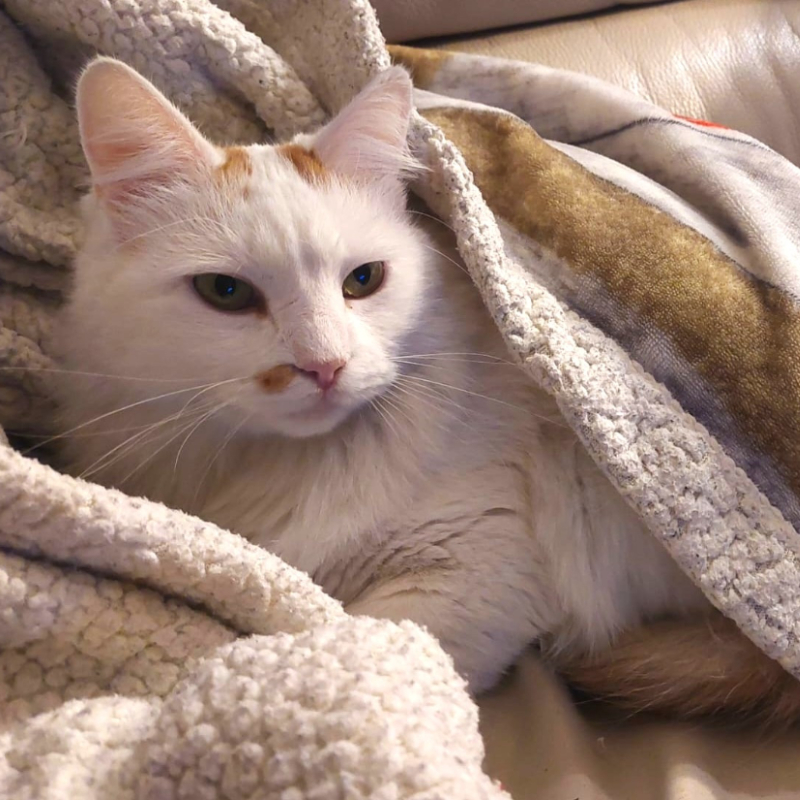 gatti adottati Le Sfigatte