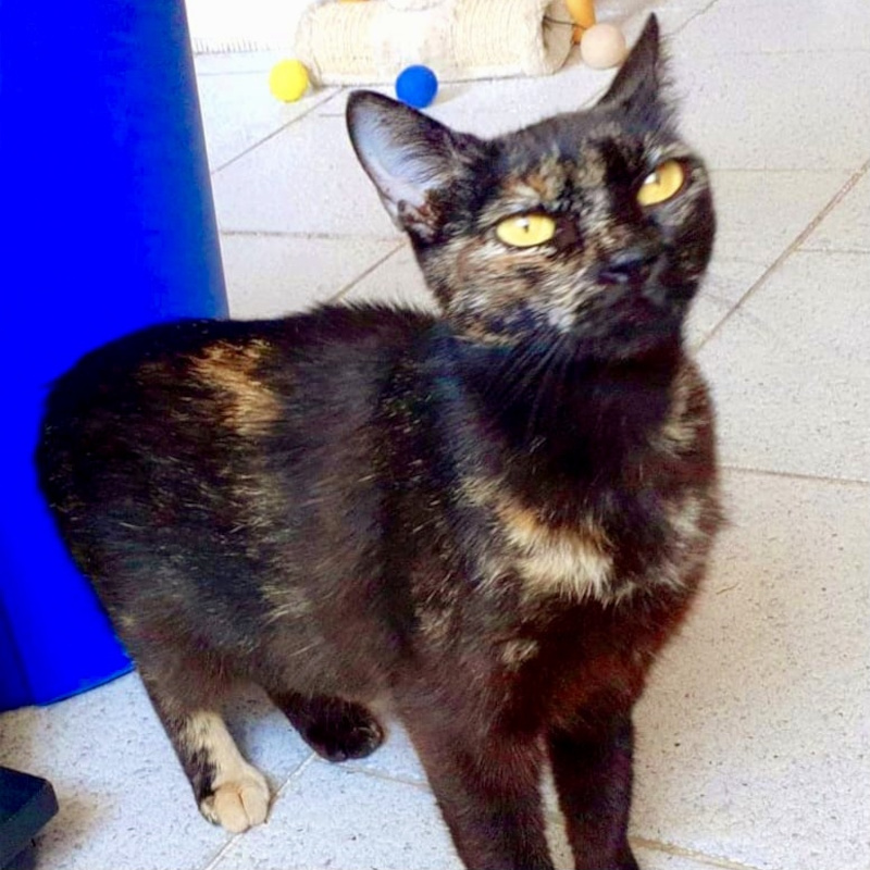 gatti adottati Le Sfigatte