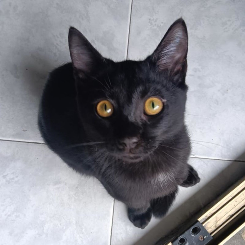 gatti adottati Le Sfigatte