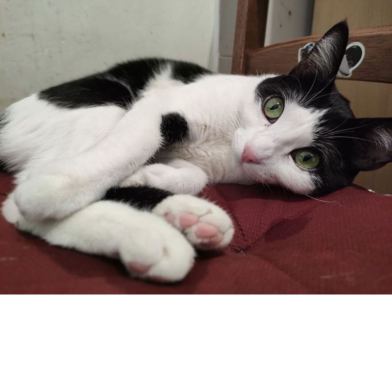 gatti adottati Le Sfigatte