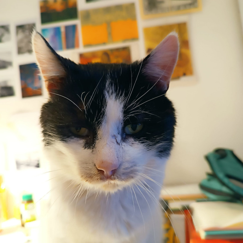 gatti adottati Le Sfigatte