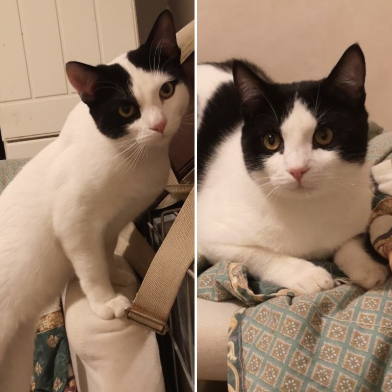 gatti adottati Le Sfigatte