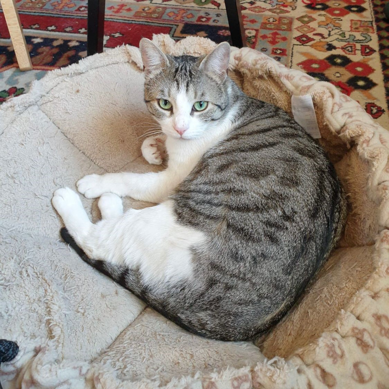 gatti adottati Le Sfigatte