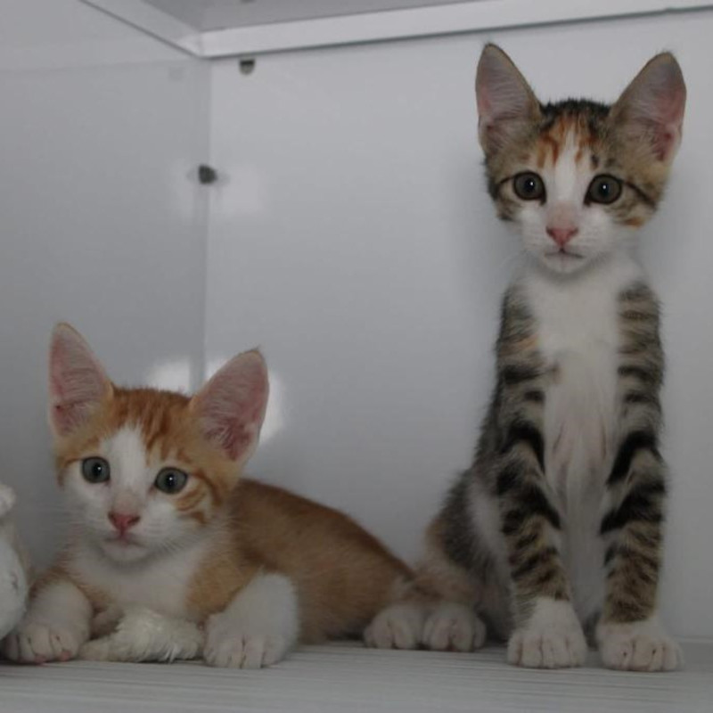 gatti adottati Le Sfigatte