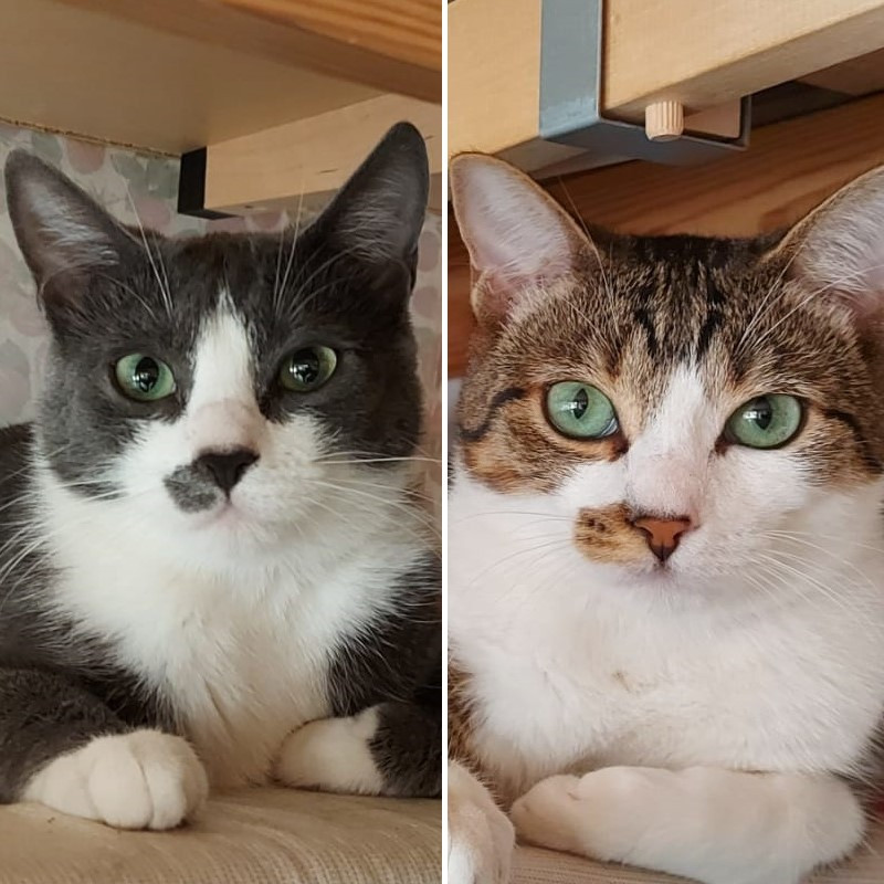 gatti adottati Le Sfigatte