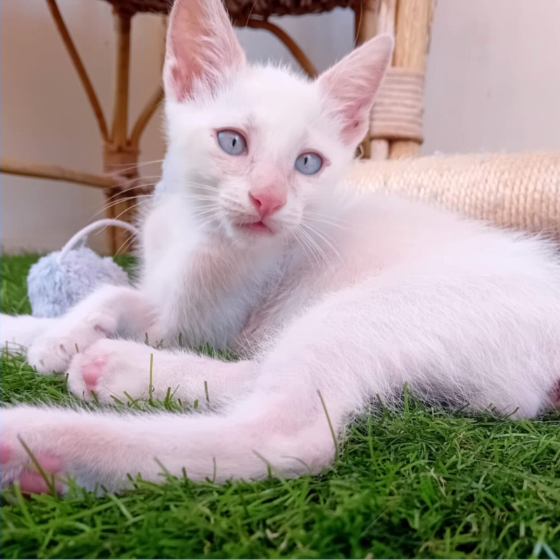 gatti adottati Le Sfigatte