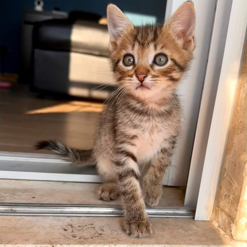 Brando, una nuova casa, un nuovo inizio | Associazione Le Sfigatte