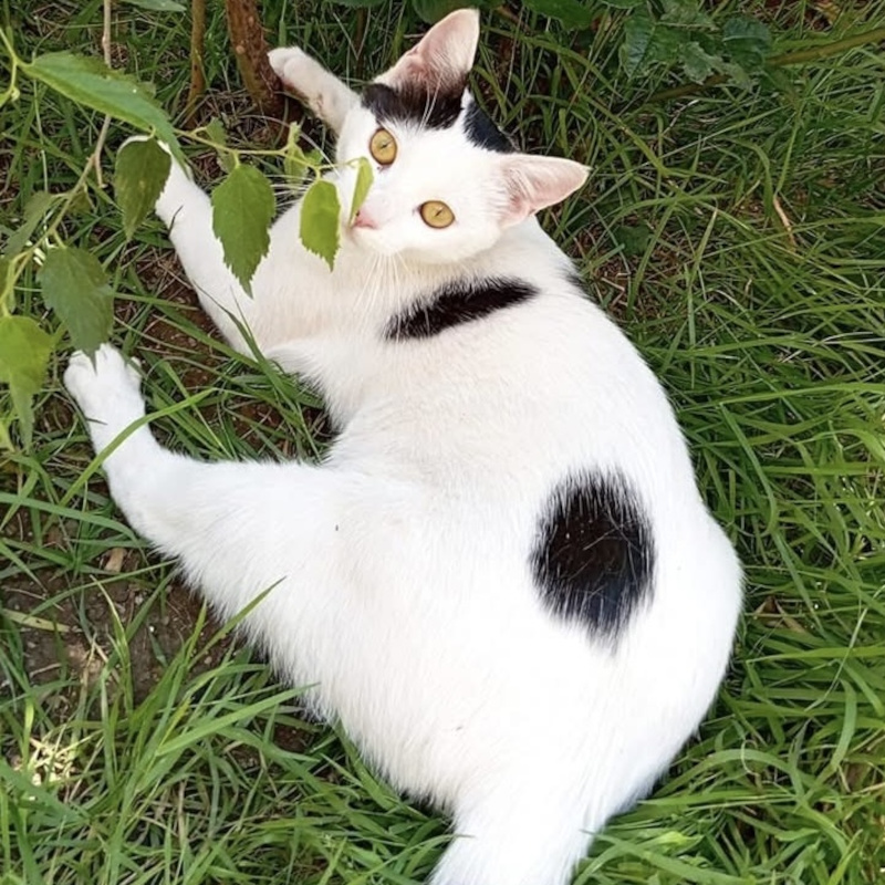 gatti da adottare Le Sfigatte