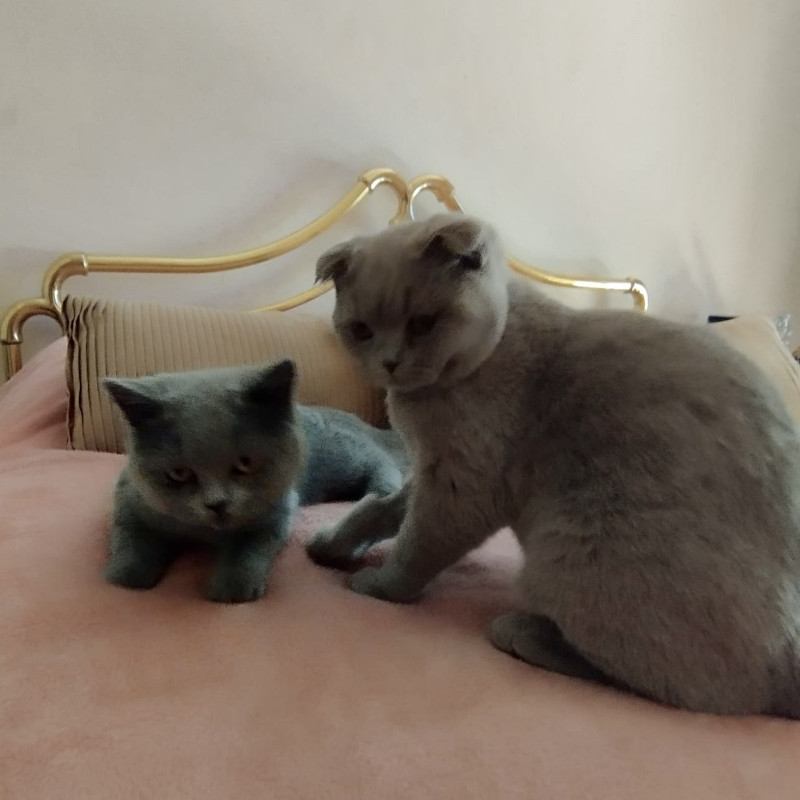 gatti adottati Le Sfigatte