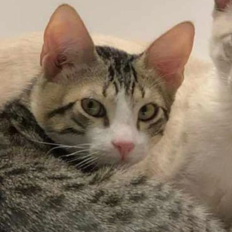 gatti adottati Le Sfigatte