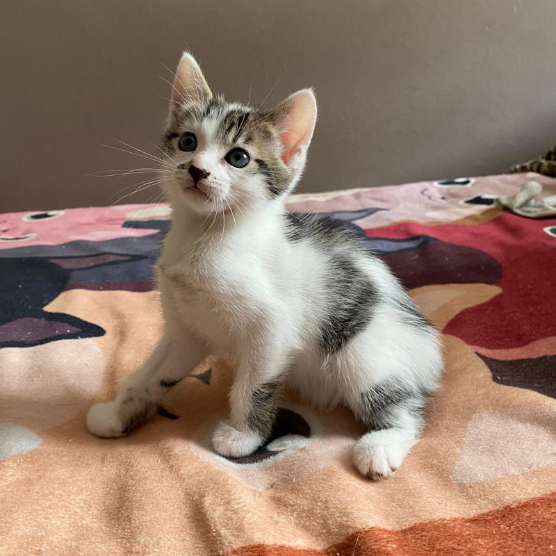 gatti adottati Le Sfigatte