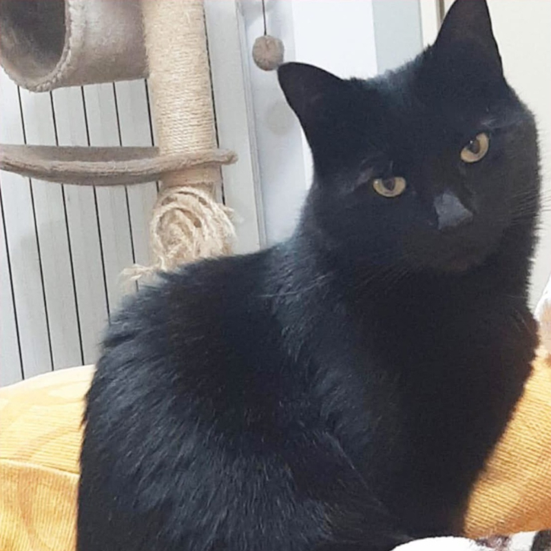 Brownie, in cerca di adozione | Associazione Le Sfigatte