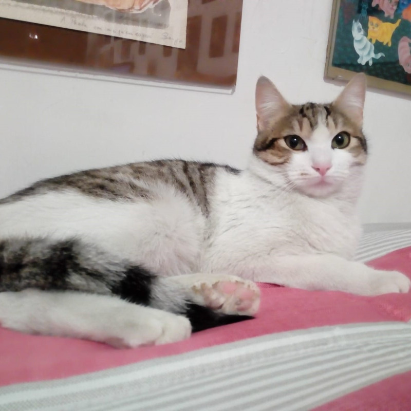 gatti adottati Le Sfigatte