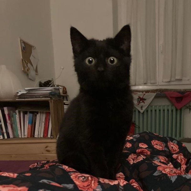 gatti adottati Le Sfigatte