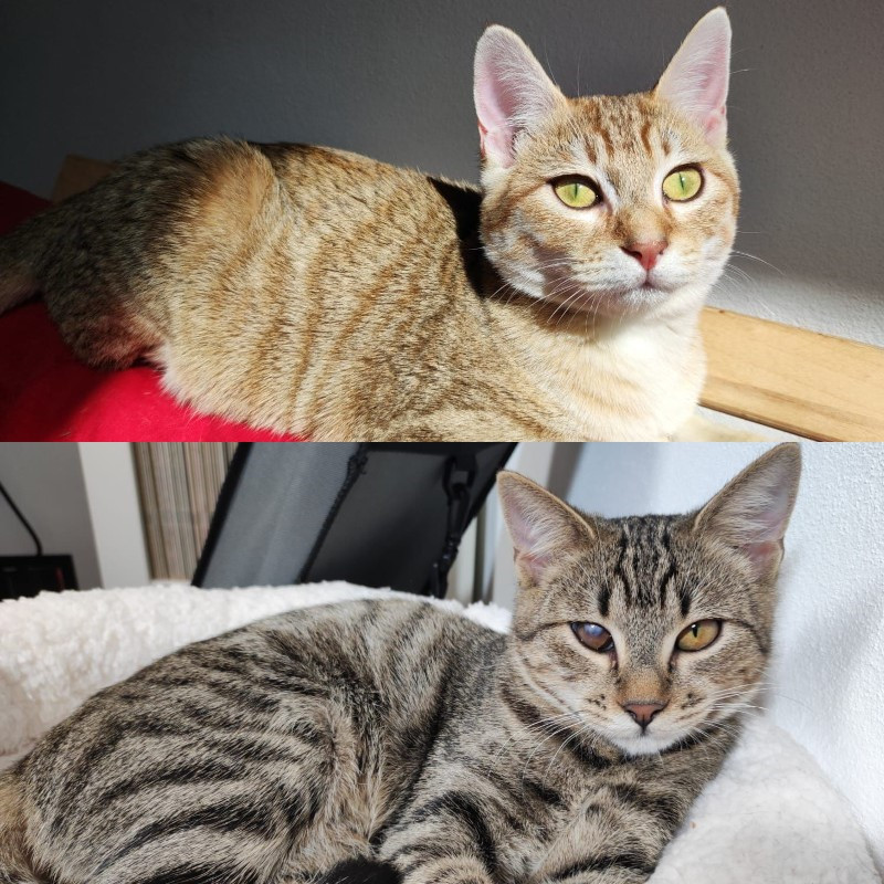 gatti adottati Le Sfigatte