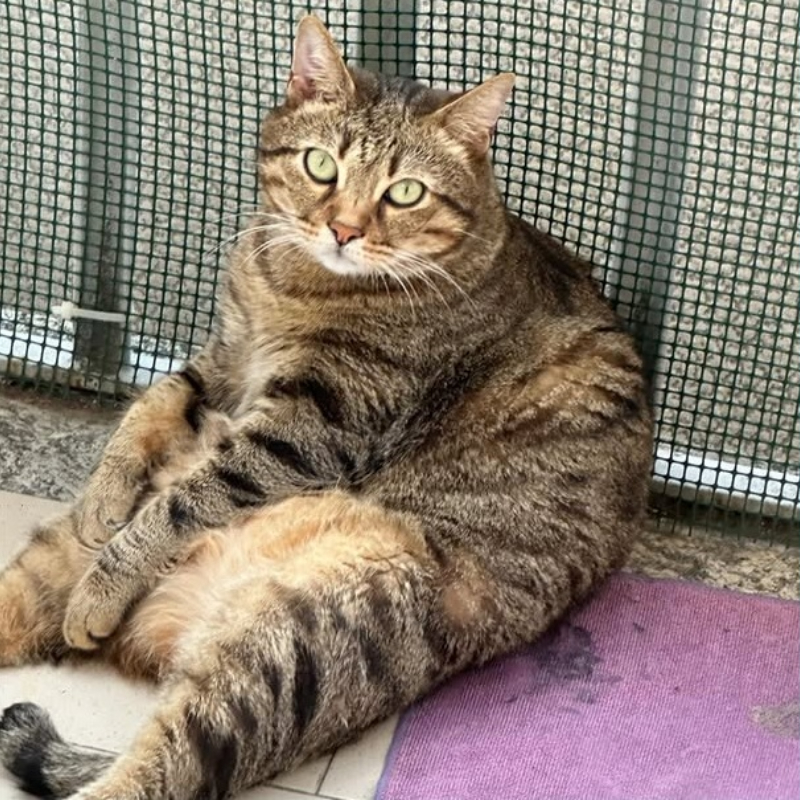 Bubu, in cerca di adozione tramite Associazione Le Sfigatte