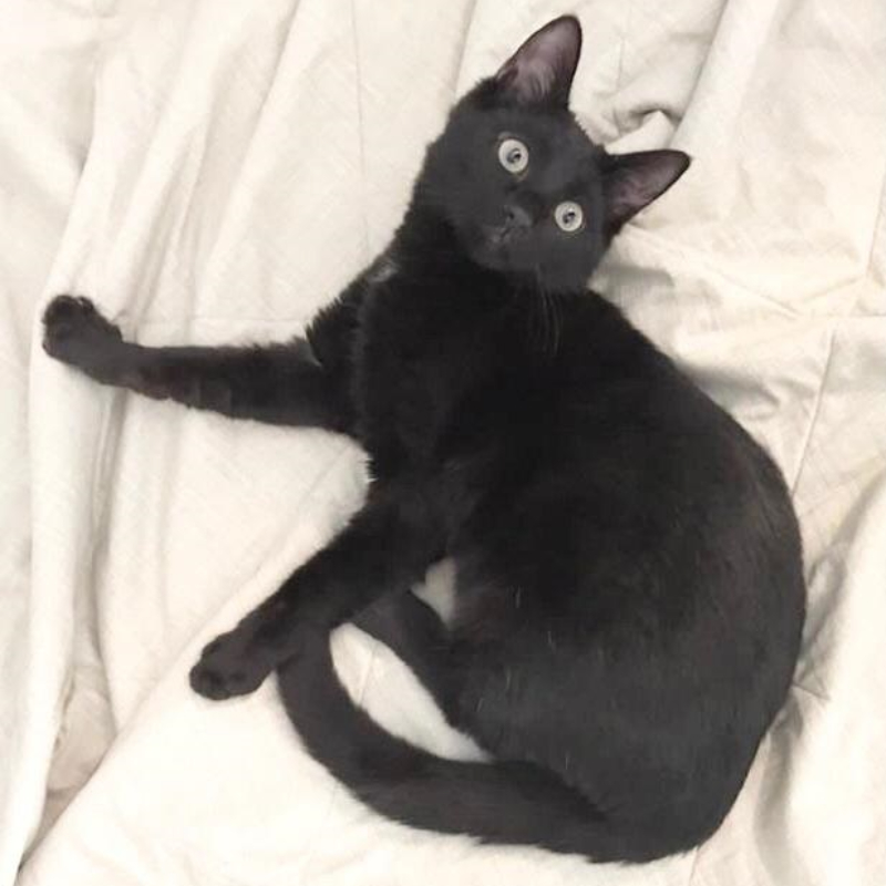 gatti adottati Le Sfigatte