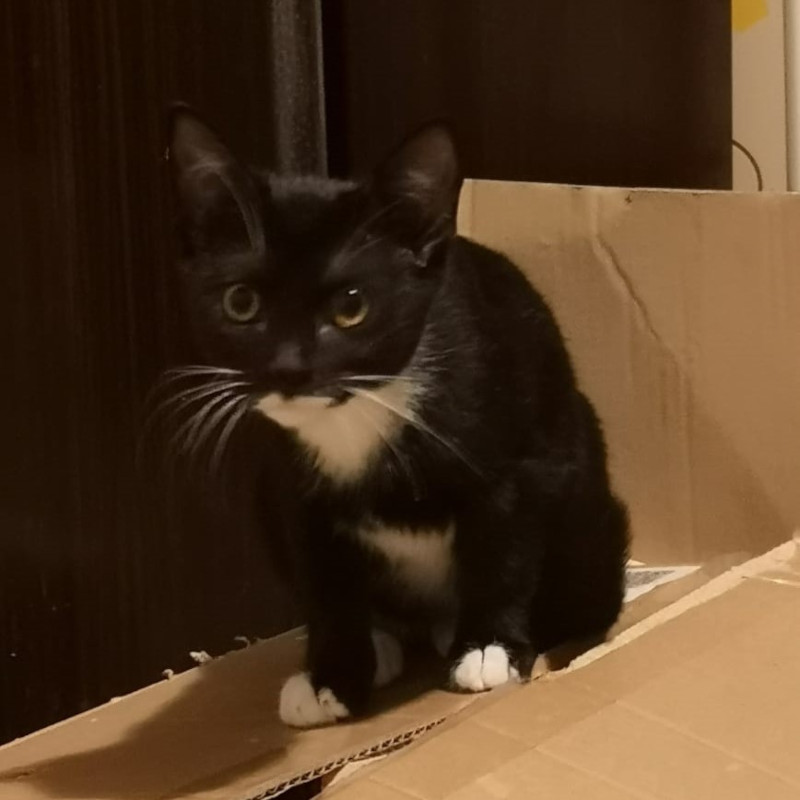 gatti adottati Le Sfigatte