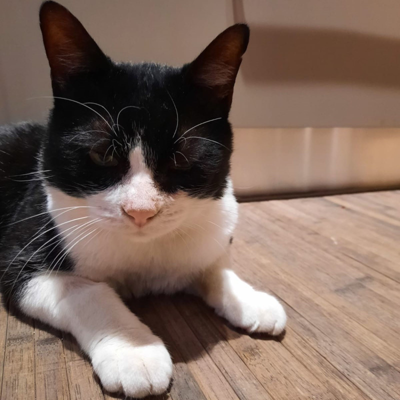 gatti adottati Le Sfigatte