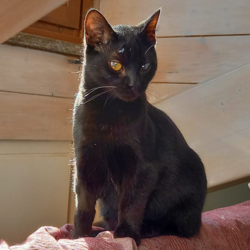 gatti adottati Le Sfigatte