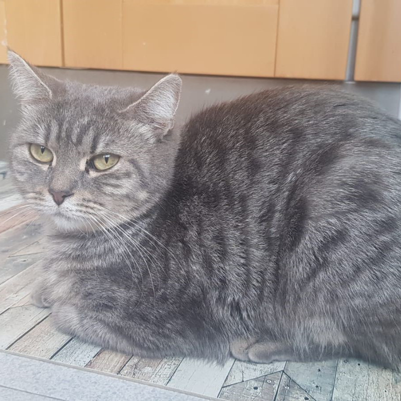 gatti adottati Le Sfigatte
