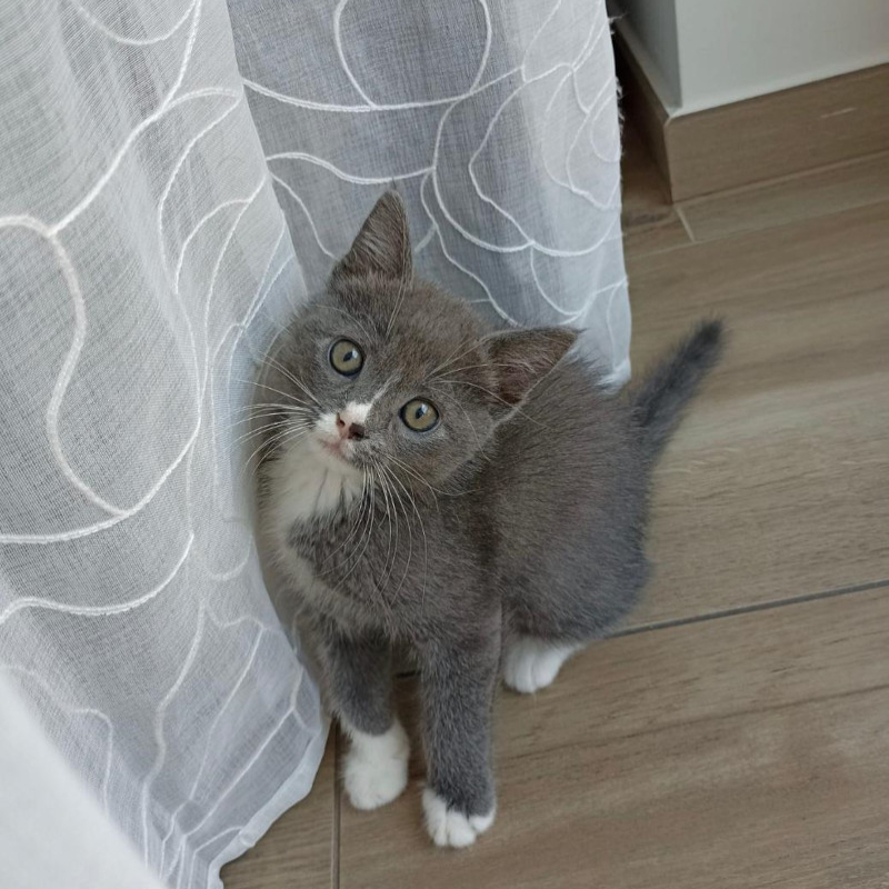 gatti adottati Le Sfigatte