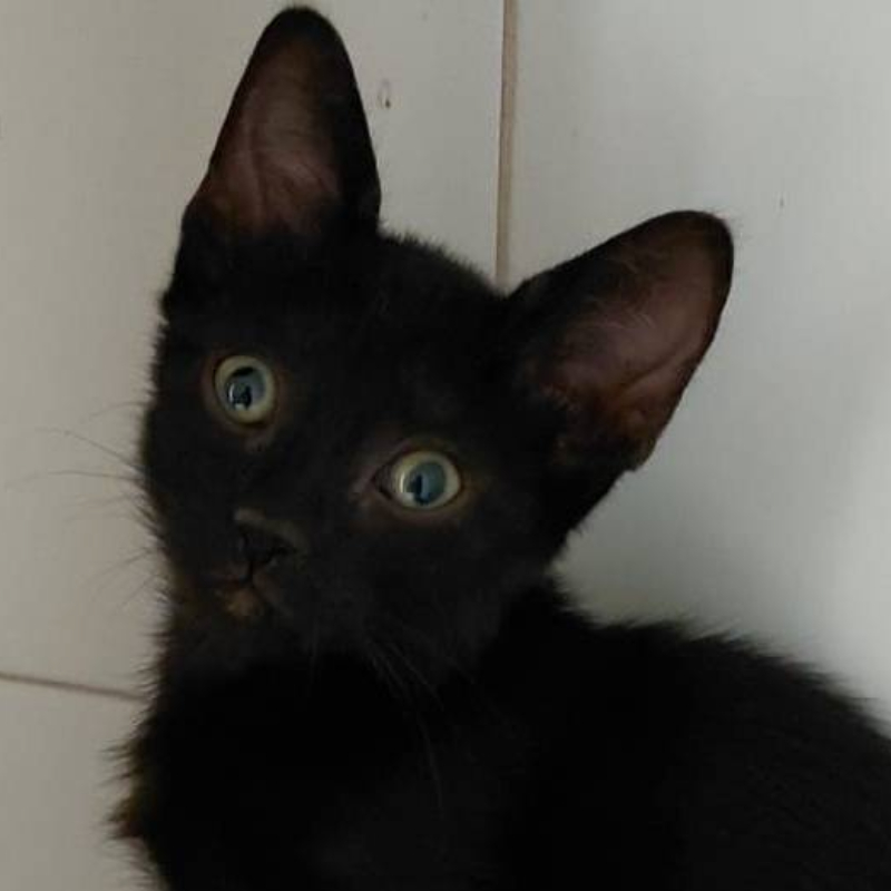 Camelia, una nuova casa, un nuovo inizio | Associazione Le Sfigatte