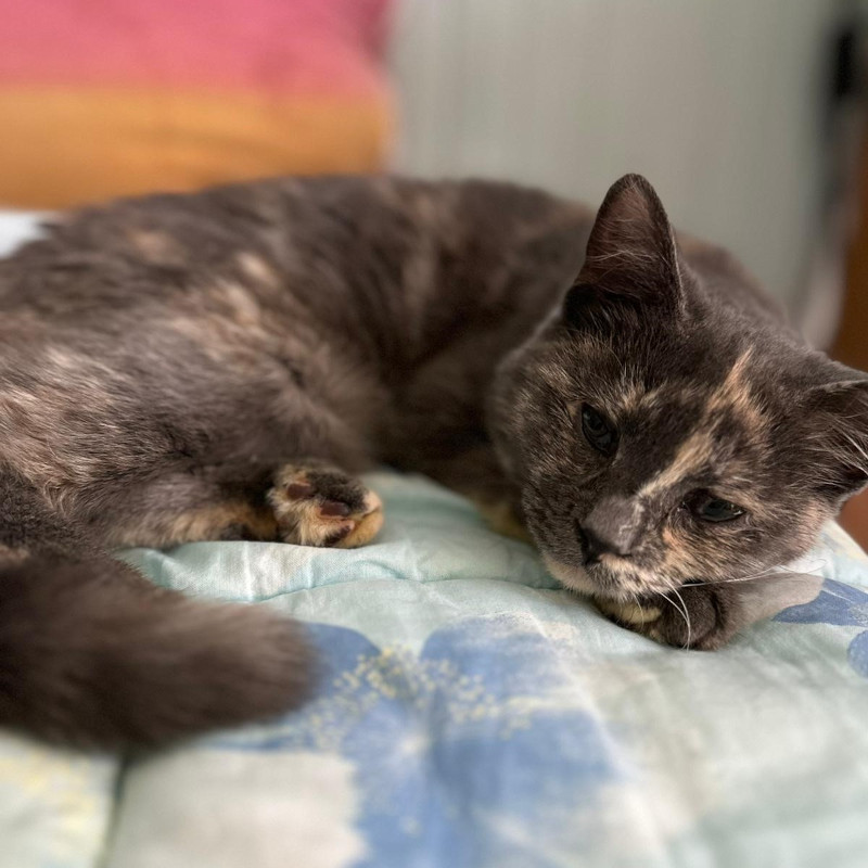 gatti adottati Le Sfigatte