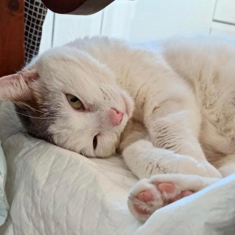 gatti adottati Le Sfigatte