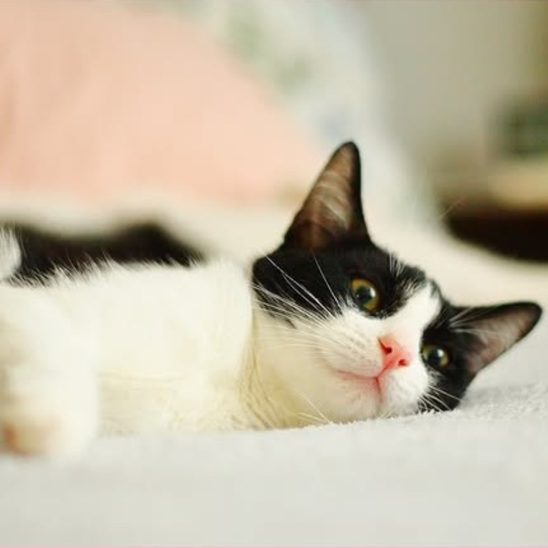 gatti da adottare Le Sfigatte