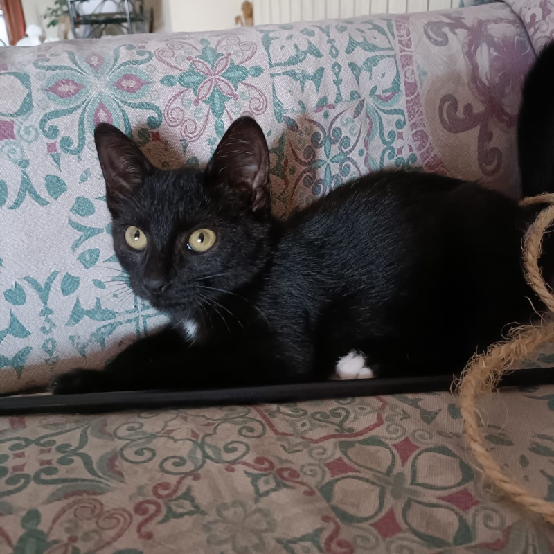 gatti adottati Le Sfigatte