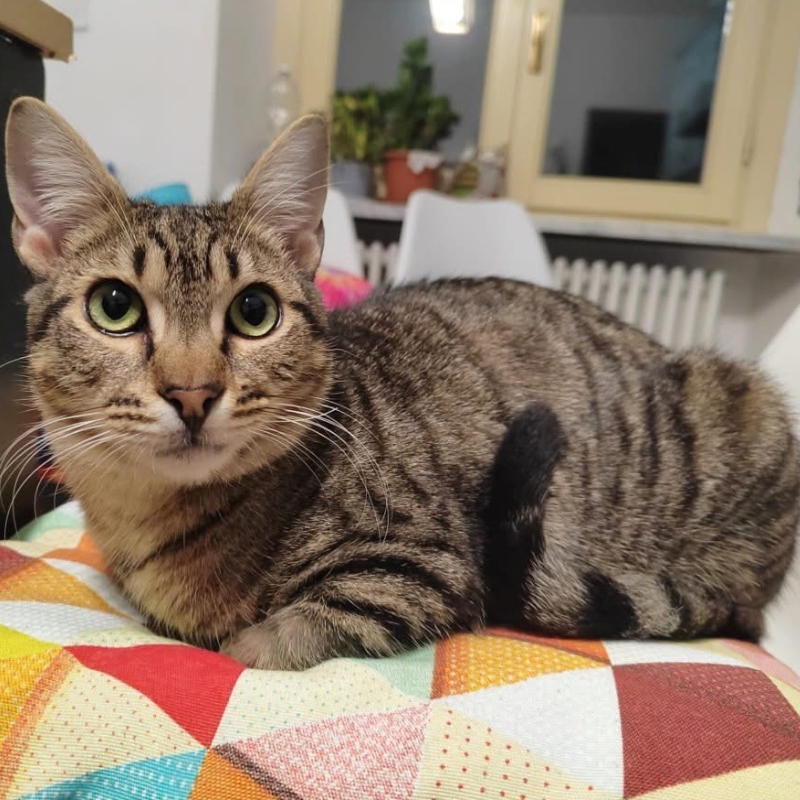 Camillo, in cerca di adozione | Associazione Le Sfigatte