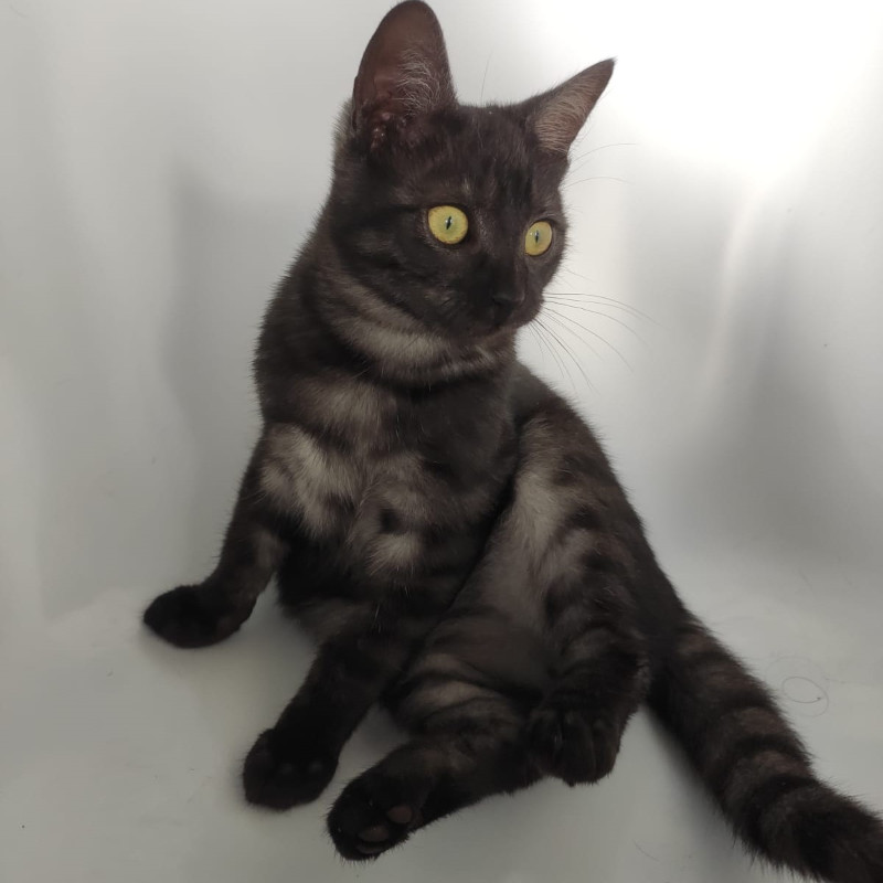 gatti adottati Le Sfigatte