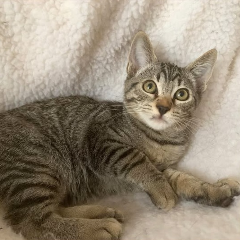 gatti adottati Le Sfigatte