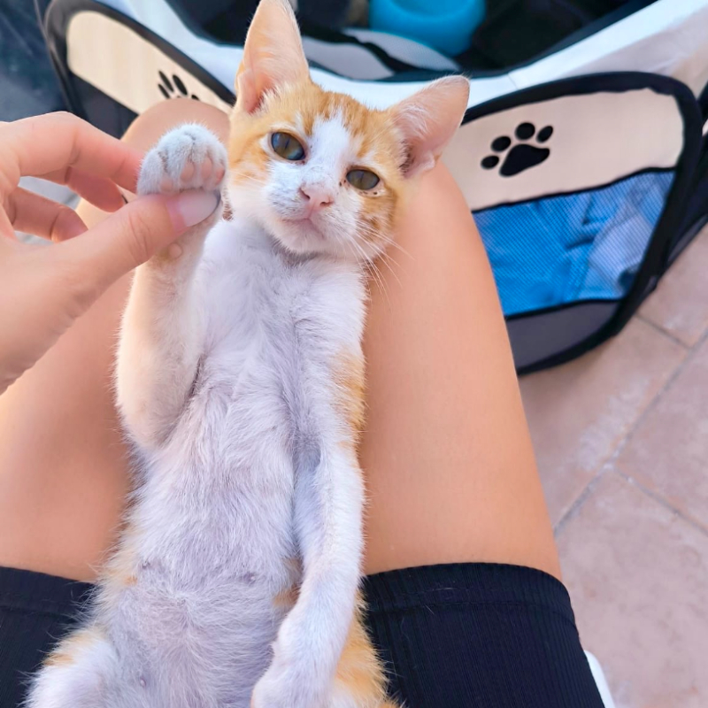 gatti adottati Le Sfigatte