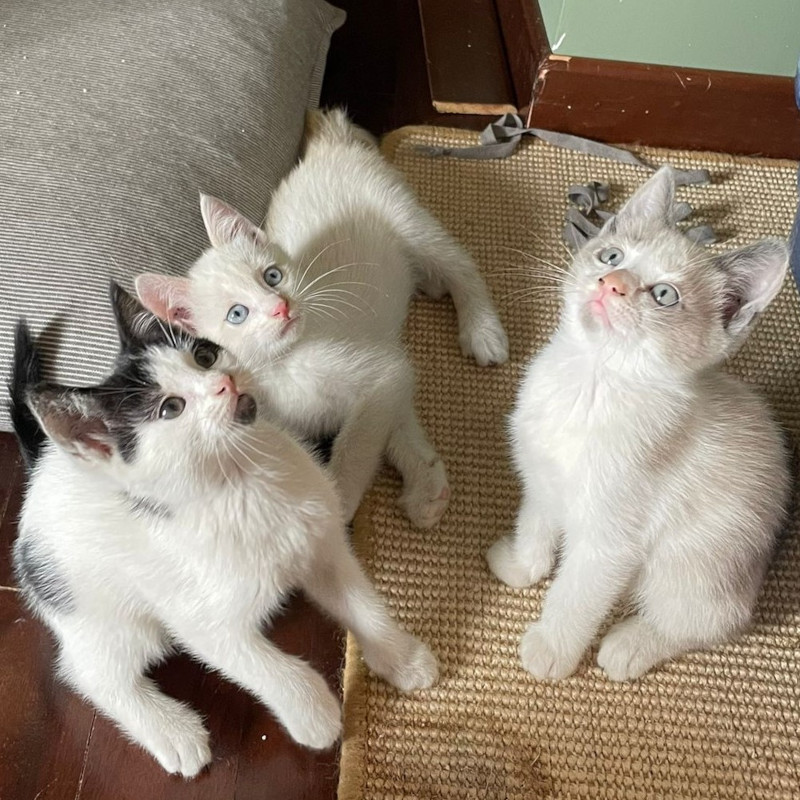 gatti adottati Le Sfigatte