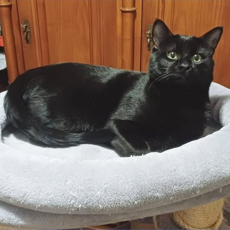 Carboncino, in cerca di adozione | Associazione Le Sfigatte