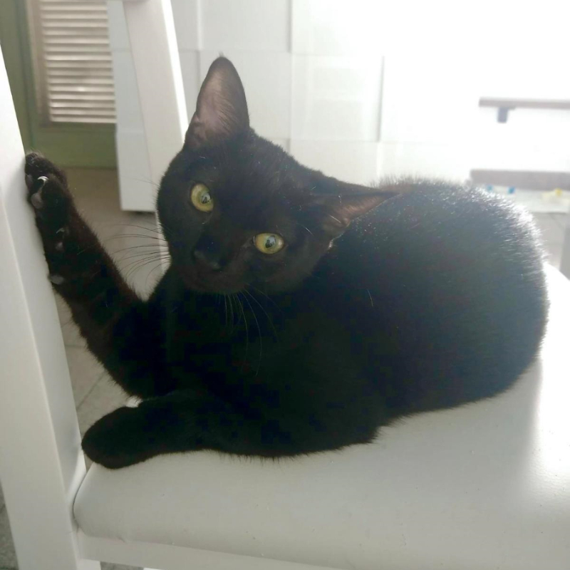 gatti adottati Le Sfigatte