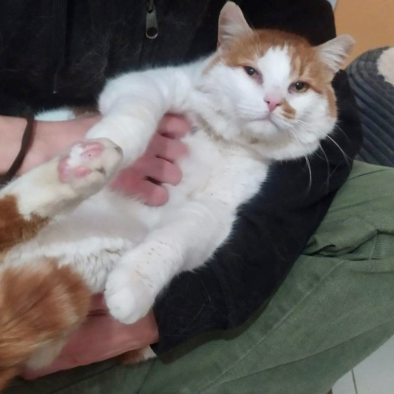 gatti adottati Le Sfigatte