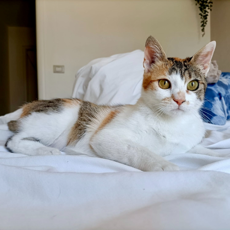gatti adottati Le Sfigatte