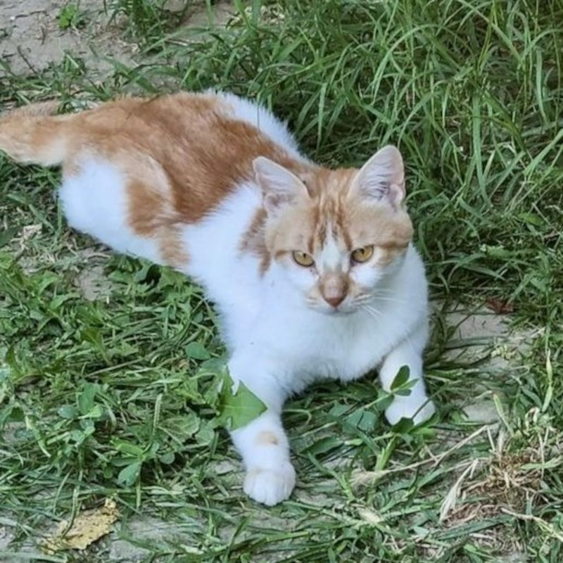 Adotta a distanza Carolina | Associazione Le Sfigatte