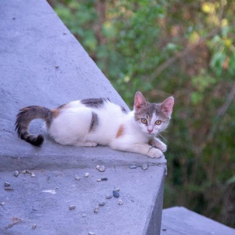 gatti adottati Le Sfigatte