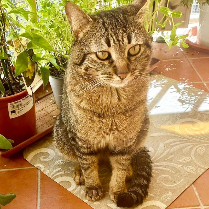 gatti adottati Le Sfigatte