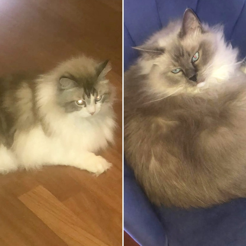 gatti adottati Le Sfigatte